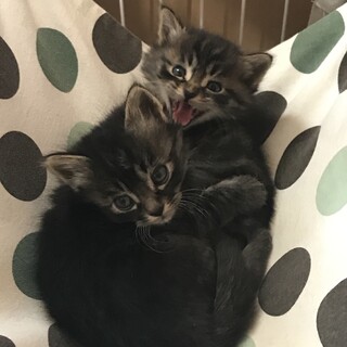 ふわふわ長毛の兄弟子猫