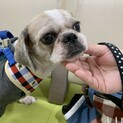 シーズー蒼石くんの家族募集中