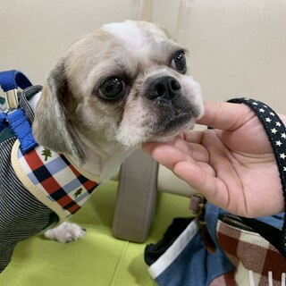 シーズー蒼石くんの家族募集中