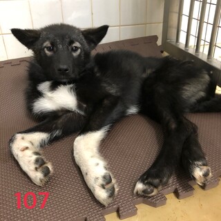 里親決定しました。