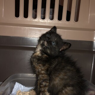 ありがとうございました★可愛らしい　さび猫姉妹①