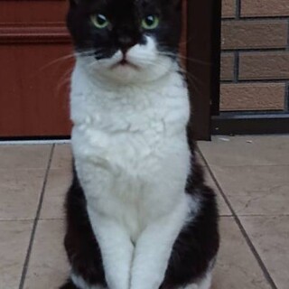 人と触れあうのが好きな白黒猫ちゃん