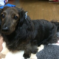 ミッキー