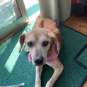 ビーグルmixのシニア犬　性格良い子　余生を幸せに