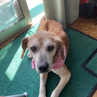 ビーグルmixのシニア犬　性格良い子　余生を幸せに