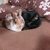コザクラネコ