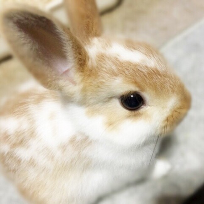 コザクラネコのカバー写真