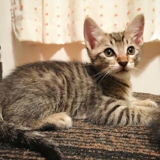 【額のMがかわいい】キジトラ子猫のこむぎくん