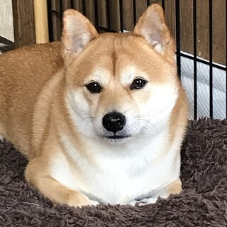 豆柴３歳♂元気いっぱいです