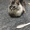 まい