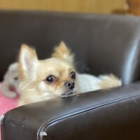 はなこ