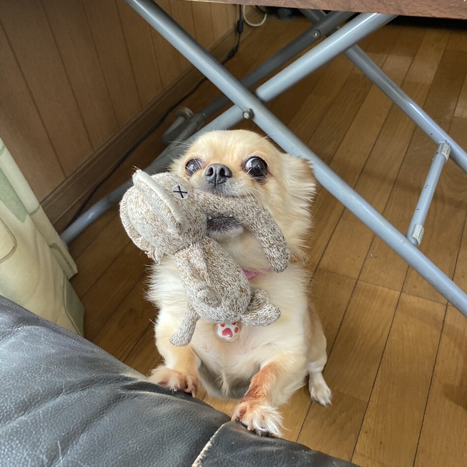 はなこのカバー写真
