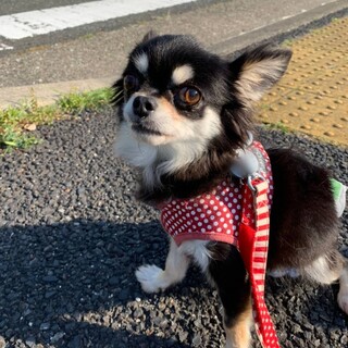控えめな、甘えたさん♪あさひちゃん