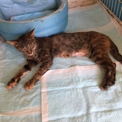 保護当時のルルちゃん