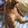 リラックスするとオッサン座りして毛繕いするチャールズ