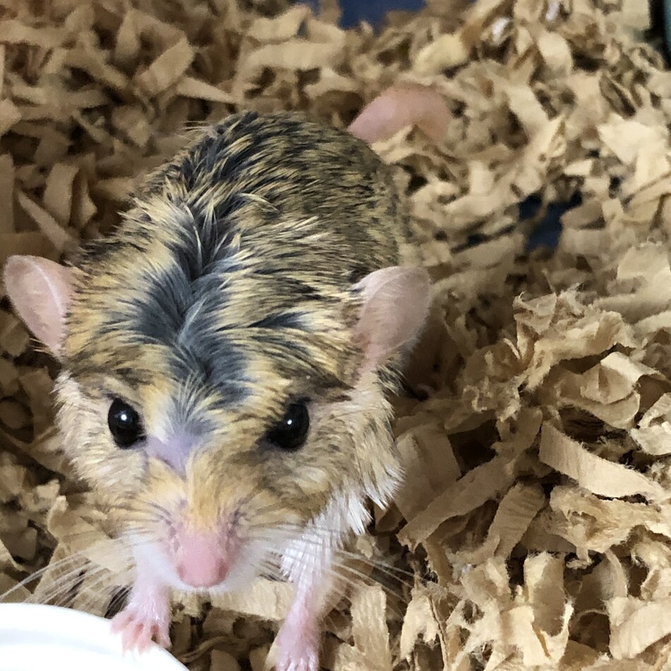 小桃のカバー写真