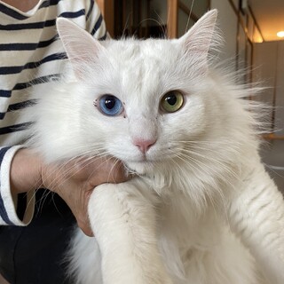 オッドアイのゴージャスな猫アオくん