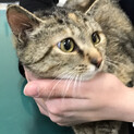 トライアル中♪少し控えめだけど甘えたいみつりちゃん