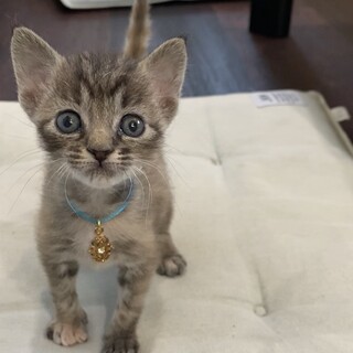 わかめちゃんずっとのお家見つかりました♡