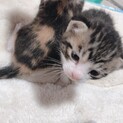 子猫ちゃん♡