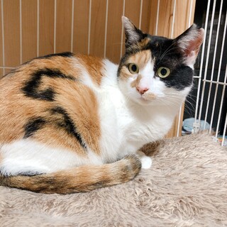 行き場をなくした三毛猫です♪