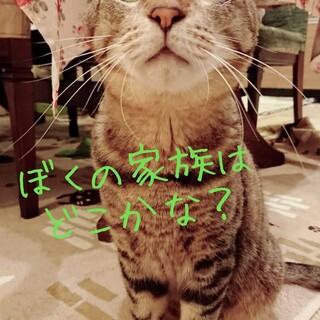 ボクは人が大好きで甘えん坊ニャ(=ﾟωﾟ=)