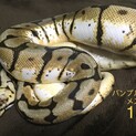 ドリームチームヘビのペアリング