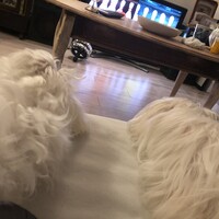 トット
