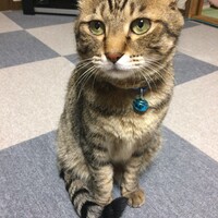 ねこ