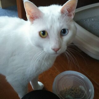 【大分】オッドアイ白猫オス【多頭崩壊】