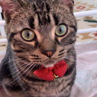 もちお