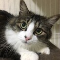 ノルジャン風雑種ふわふわクルム♀