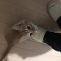 子猫トラ
