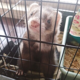 2匹のフェレット(♂)