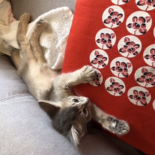 元気いっぱいソマリちゃん