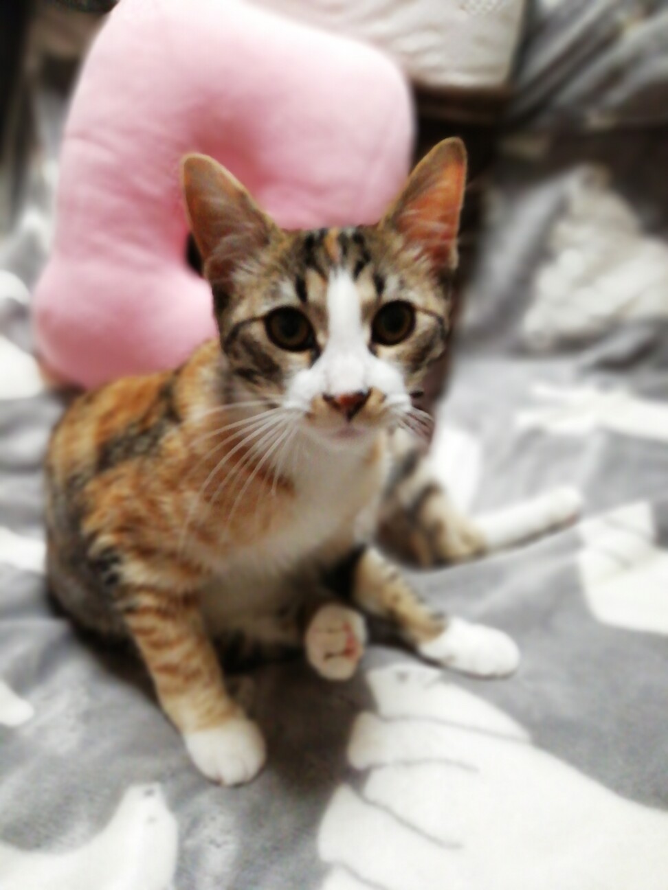 ぐるぐる巻きしっぽのお転婆娘 山梨県 猫の里親募集 ペットのおうち 月間利用者150万人