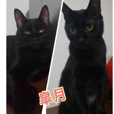 皐月