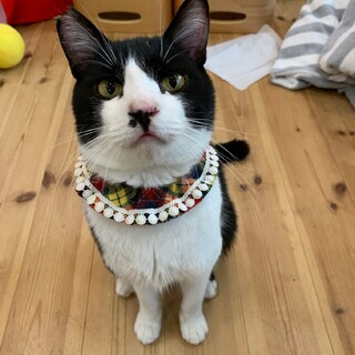 新しいおうちが決定しました