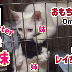  【レイ+おもち】白黒姉妹