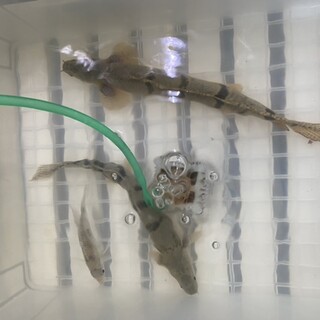 デルヘッジ2匹！