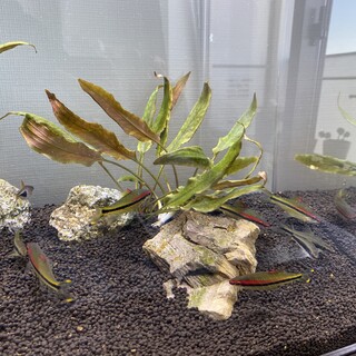 レッドライントーピードバルブ5匹