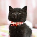 かわいい黒猫女子【パム】