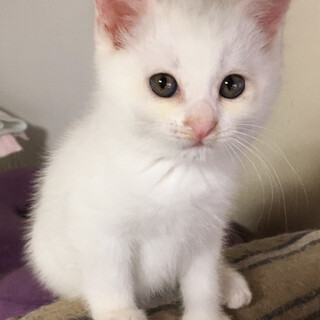 募集一時停止　真っ白可愛い男の子　ハク☆