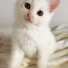 募集一時停止　真っ白可愛い男の子　ハク☆ サムネイル3