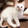 募集一時停止　真っ白可愛い男の子　ハク☆ サムネイル6