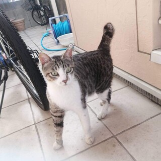 すりごろフミフミ♥イケメンキジ白くん