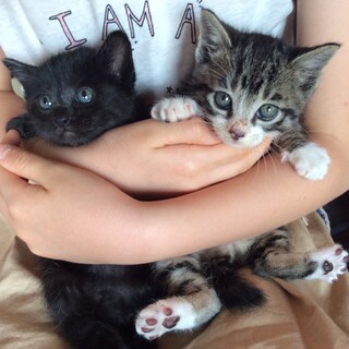 子ニャン兄妹２匹一緒に！