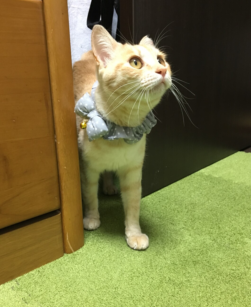 美人な茶トラ メス 福岡県 猫の里親募集 ペットのおうち 月間利用者150万人