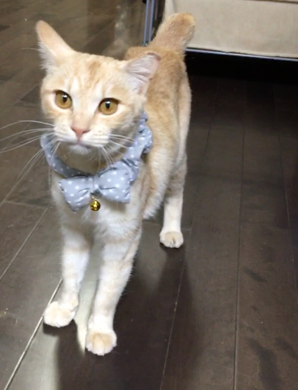 美人な茶トラ メス 福岡県 猫の里親募集 ペットのおうち 月間利用者150万人