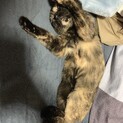 里親募集